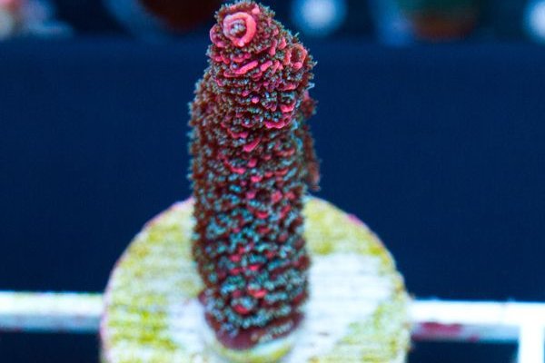 Kraken официальный сайт ссылка через tor