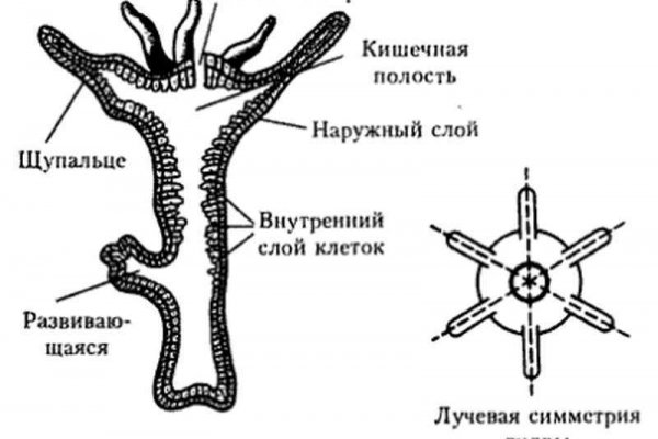 Какая комиссия кракен маркетплейс